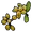 Yellow Berry