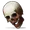 Human Skull