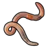 Worm