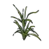 Wheat Clone