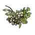 White Berry Clone