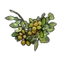 Yellow Berry Clone