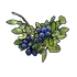 Blue Berry Clone