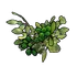 Green Berry Clone