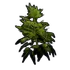 Hemp Clone