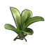 Orchid Clone