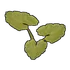 Pumpkin Plant Clone