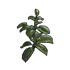 Rose Clone