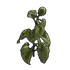 Sunflower Clone