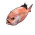 Orange Roughy