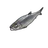 Herring