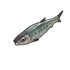 Sardine