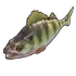 Yellow Perch