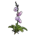 Orchid