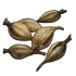 Orchid Seed