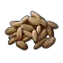 Wheat Seed