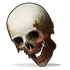 Human Skull
